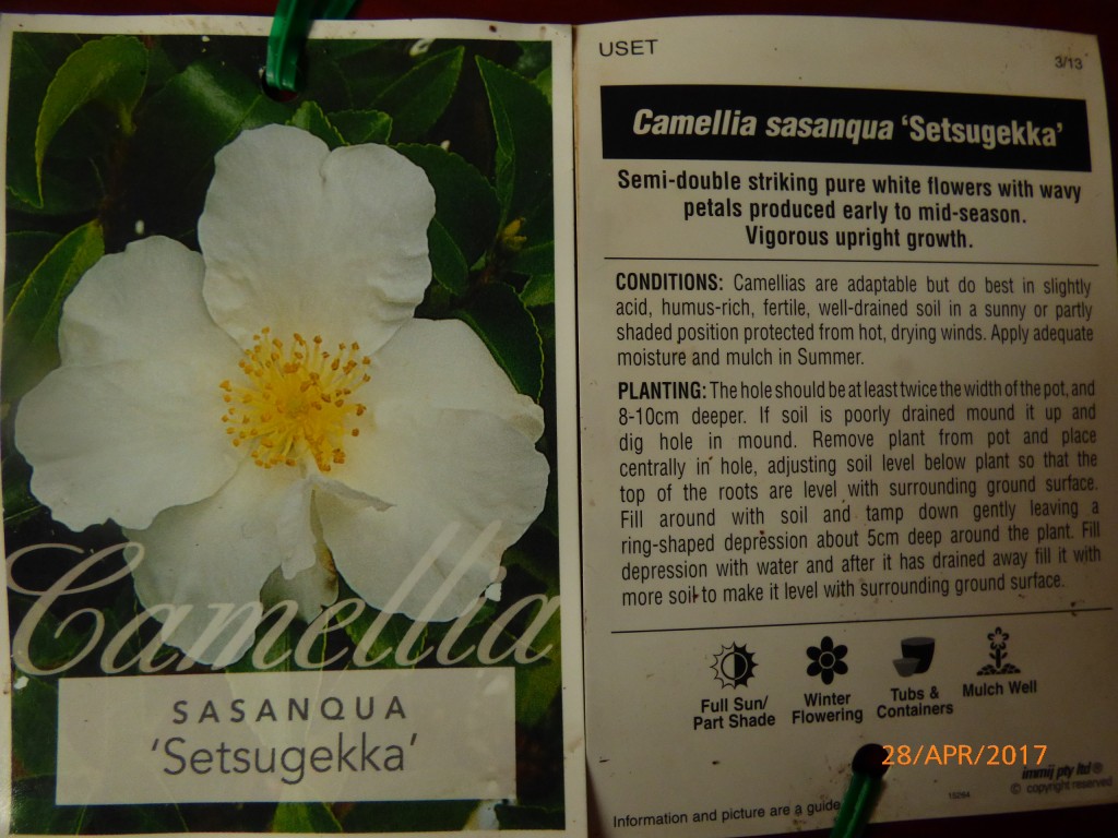 Camellia Sasanqua ‘Setsugekka’ Advanced range 68x100mm pot. Delv after