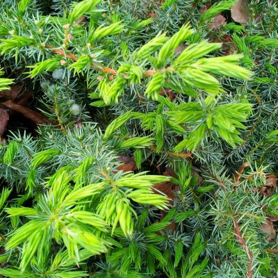 Ground Covers & Climbers