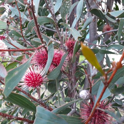 Hakea Laurina Pin Cushion