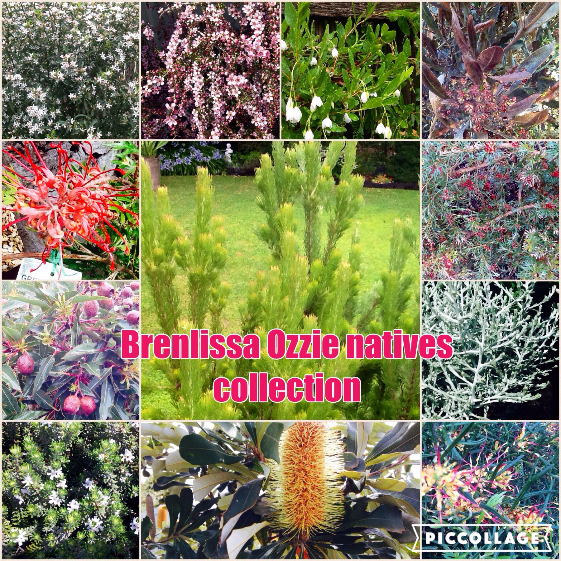 Australian Natives Mixed Pack 24 Plants Unlabelled Mix Of Best Available Brenlissa Online Nursery