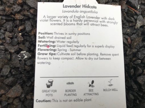 Lavender dwarf compact english Hidcote mail order creswick Ballarat daylesford Nursery
