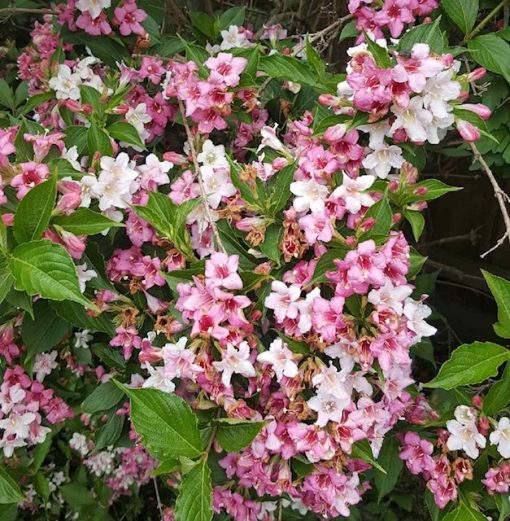 Weigela mail order buy online