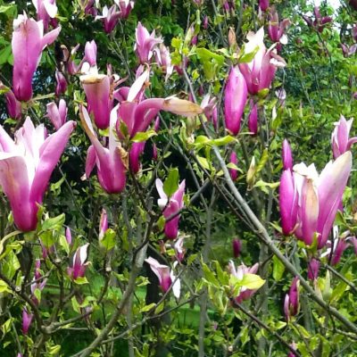 Magnolia varieties