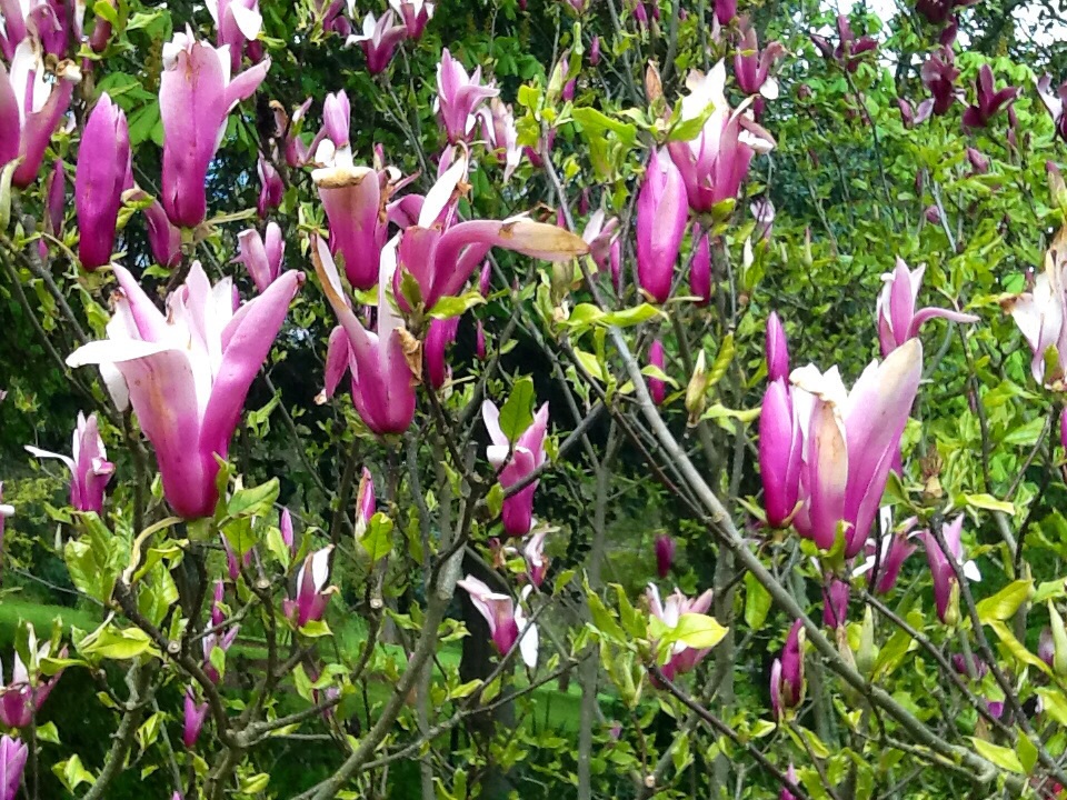 Magnolia varieties
