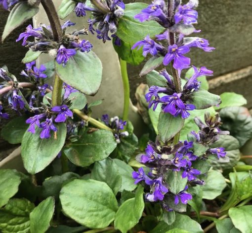 Ajuga blue catlins giant