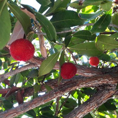 Arbutus unedo Strawberry Tree