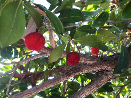 Arbutus unedo Strawberry Tree