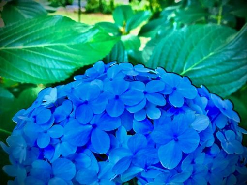 Hydrangea macrophylla Nikko Blue mail order online nursery Creswick Ballarat Daylesford Ballarat Melbourne