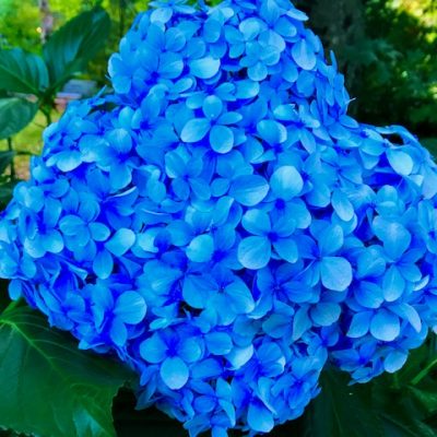 Hydrangea macrophylla Nikko Blue mail order online nursery Creswick Ballarat Daylesford Ballarat Melbourne