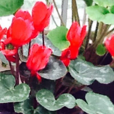 Cyclamen varieties