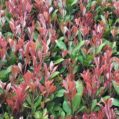 Syzygium australe Lilly Pilly standards