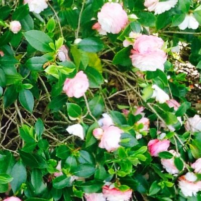 Camellia sasanqua japonica williamsii hybrids mail order buy online nursery delivery Ballarat Creswick Daylesford Melbourne