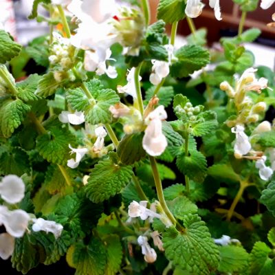 Catmint nepeta alba white Catmint nepeta alba white