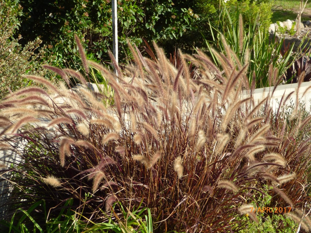 Pennisetum advena dwarf Purple Fountain Grass. Fwd order ...