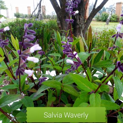 Salvia Waverly