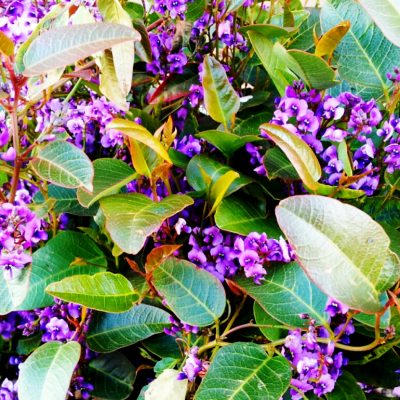 Hardenbergia blue happy wanderer