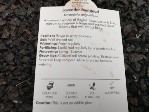 Lavender dwarf compact english Munstead dwarf mail order creswick Ballarat daylesford Nursery