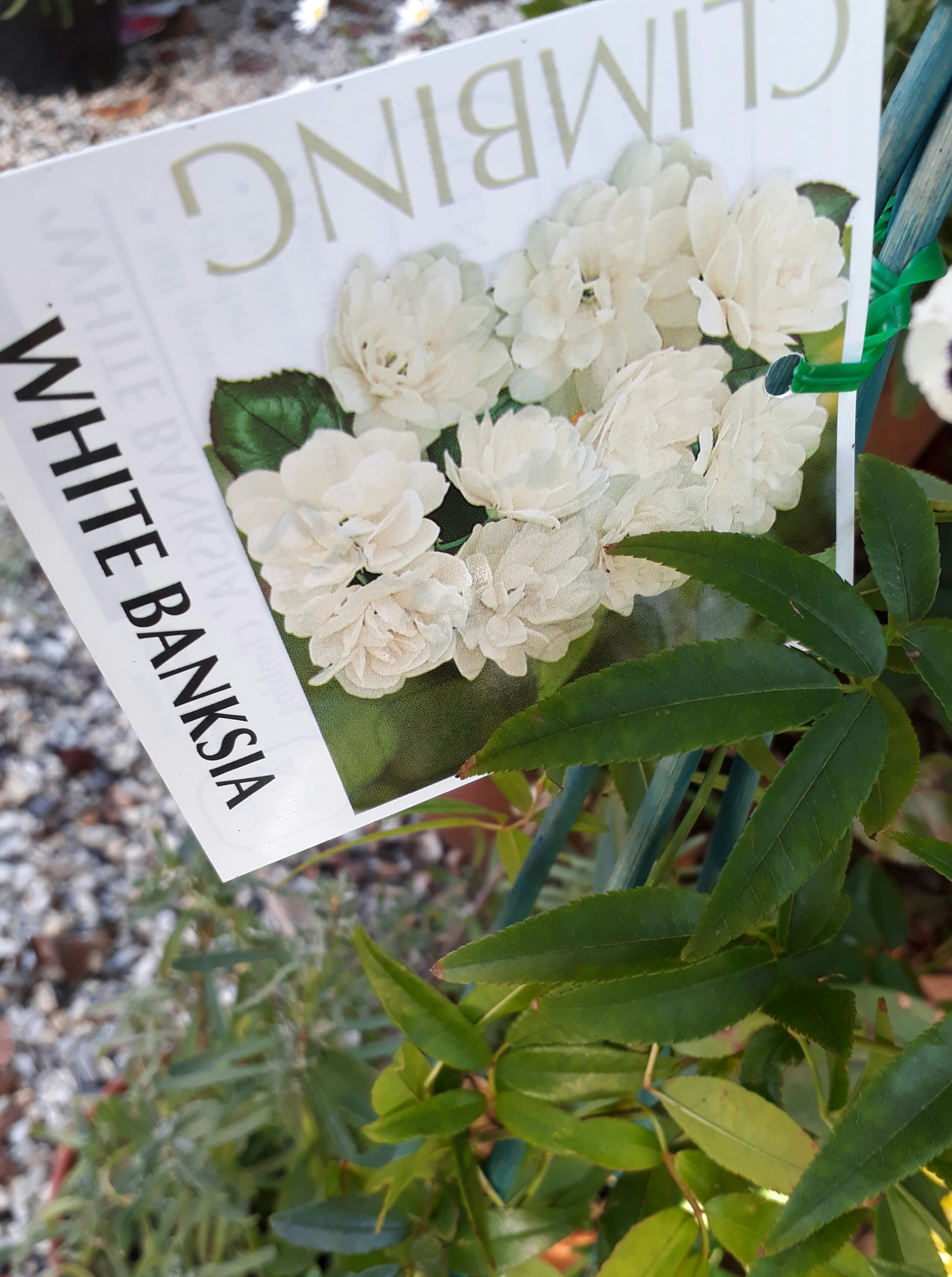 Rose Banksia Hybrid Double White Rosa Banksiae Alba Brenlissa Online Nursery