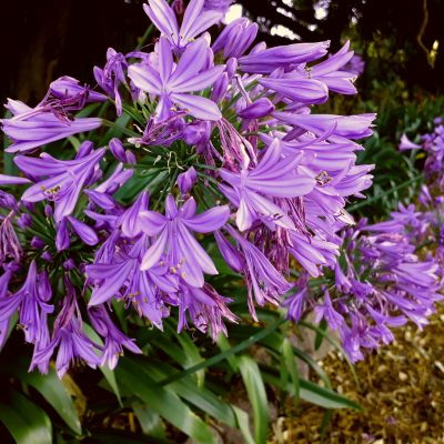 Purple cloud agapanthus Mount Rowan