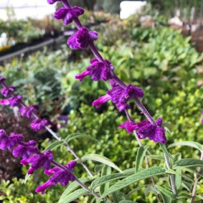 Salvia leucantha Red Harry Velvet purple mail order online nursery Creswick Ballarat Daylesford Ballarat Melbourne