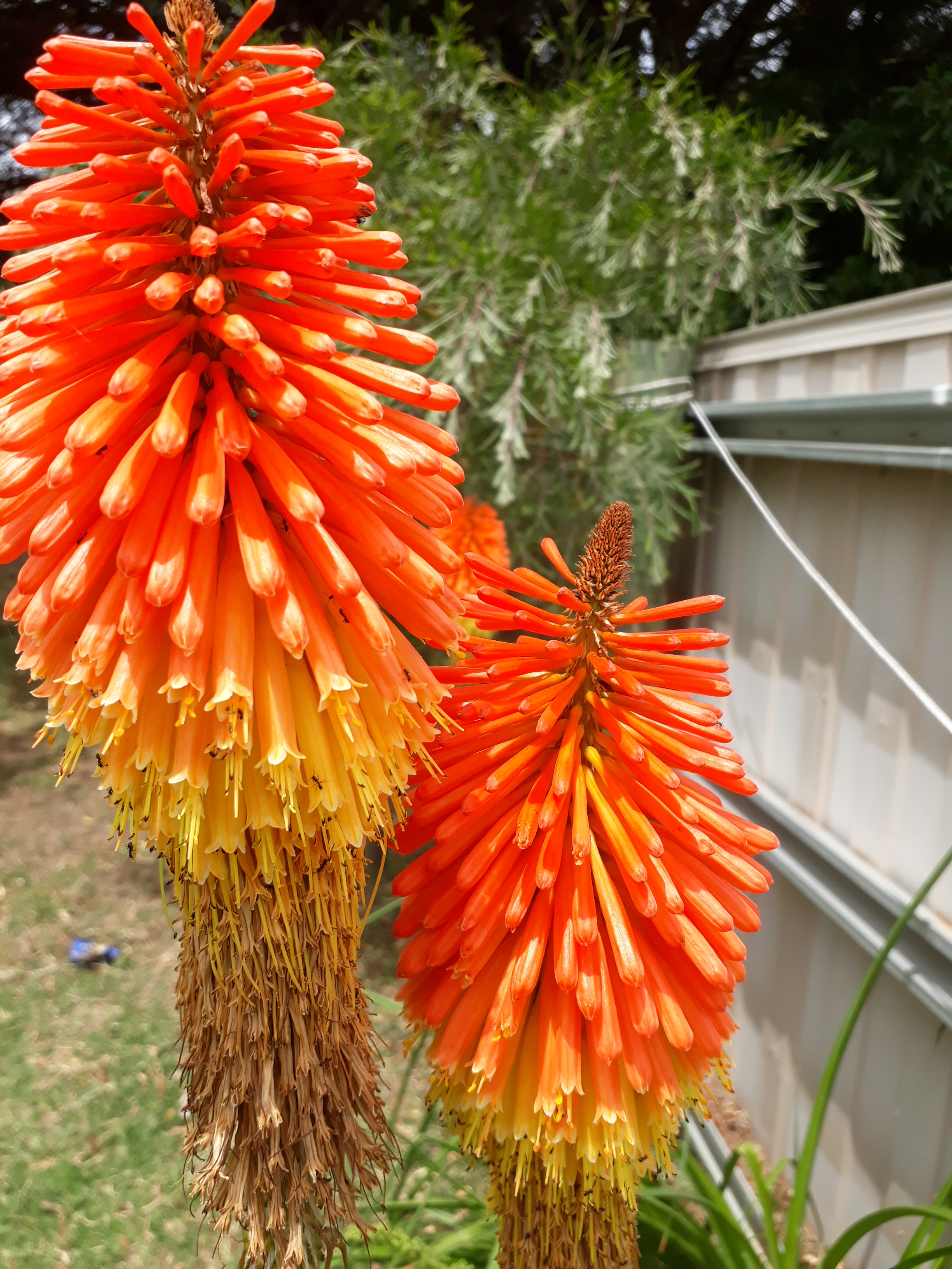 Red Hot Poker Plant Pruning