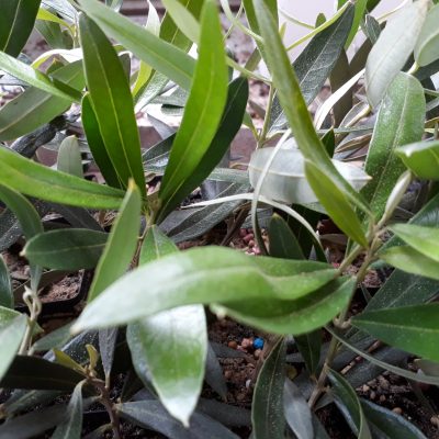 Olive tree, Olea europaea 'Bernea' mail order fruit trees online edible gardens vegetables Ballarat Creswick Daylesford Melbourne Victoria Australia