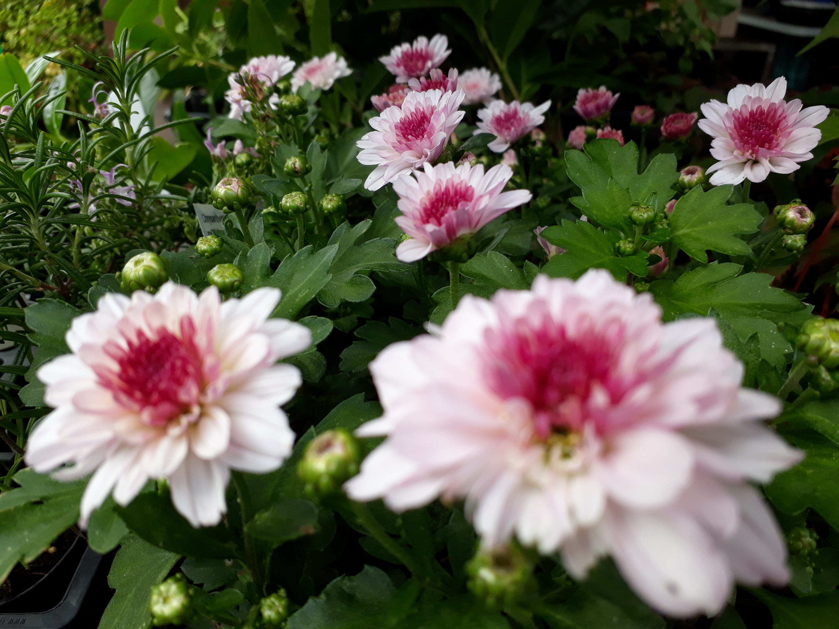 Chrysanthemum "Burma Pink" morifolium. Why buy flowers for ...