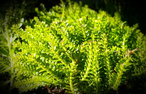 Hebe Emerald Green, Devine foliage! topiary ball cloud pruning topiarised hedge hedging Ballarat Creswick Daylesford