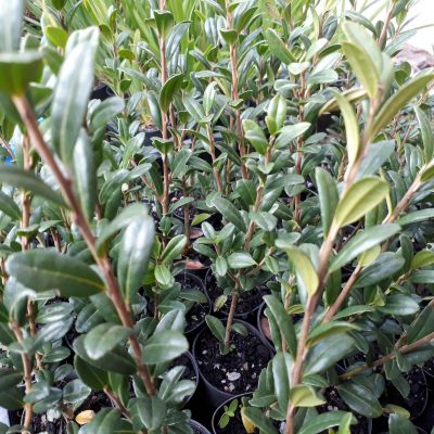 Ilex crenata 'Fastigiata' - Upright Japanese Holly