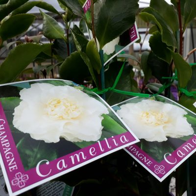 Camellias Sasanqua Japonica Potted Brenlissa Online Nursery