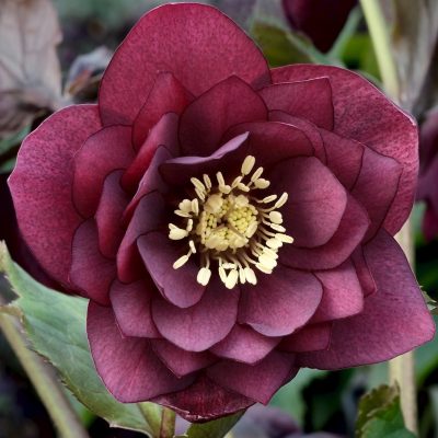 Hellebores, Winter/Lenton roses | Brenlissa Online Nursery