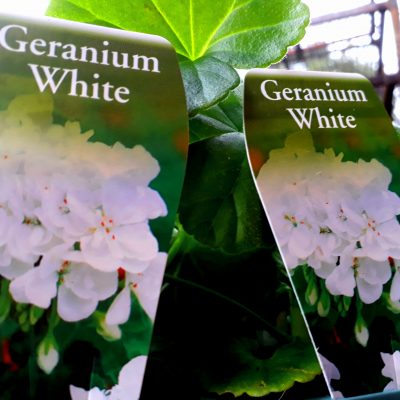Geranium Geranium White, Hybrid pelargonium. mail order online nursery