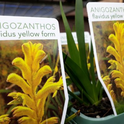 Anigozanthos flavidus Yellow Kangaroo Paw mail order nursery ballarat buy online for sale home delivery natives