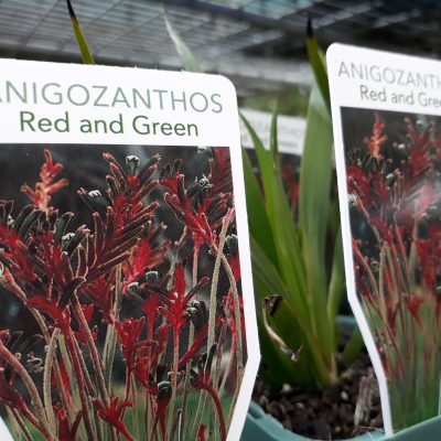 Anigozanthos manglesii red green form mail order online nursery