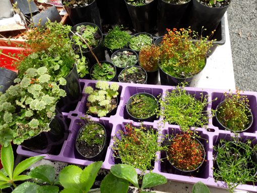 Assorted Mosses and Lichens terrarium air plants 50mm pot mail order buy online nursery delivery Ballarat Creswick Daylesford Melbourne Victoria
