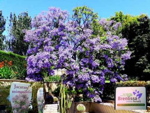Jacaranda Tree (J. Mimosifolia) Street Avenue Park Tree botanical Sydney NSW