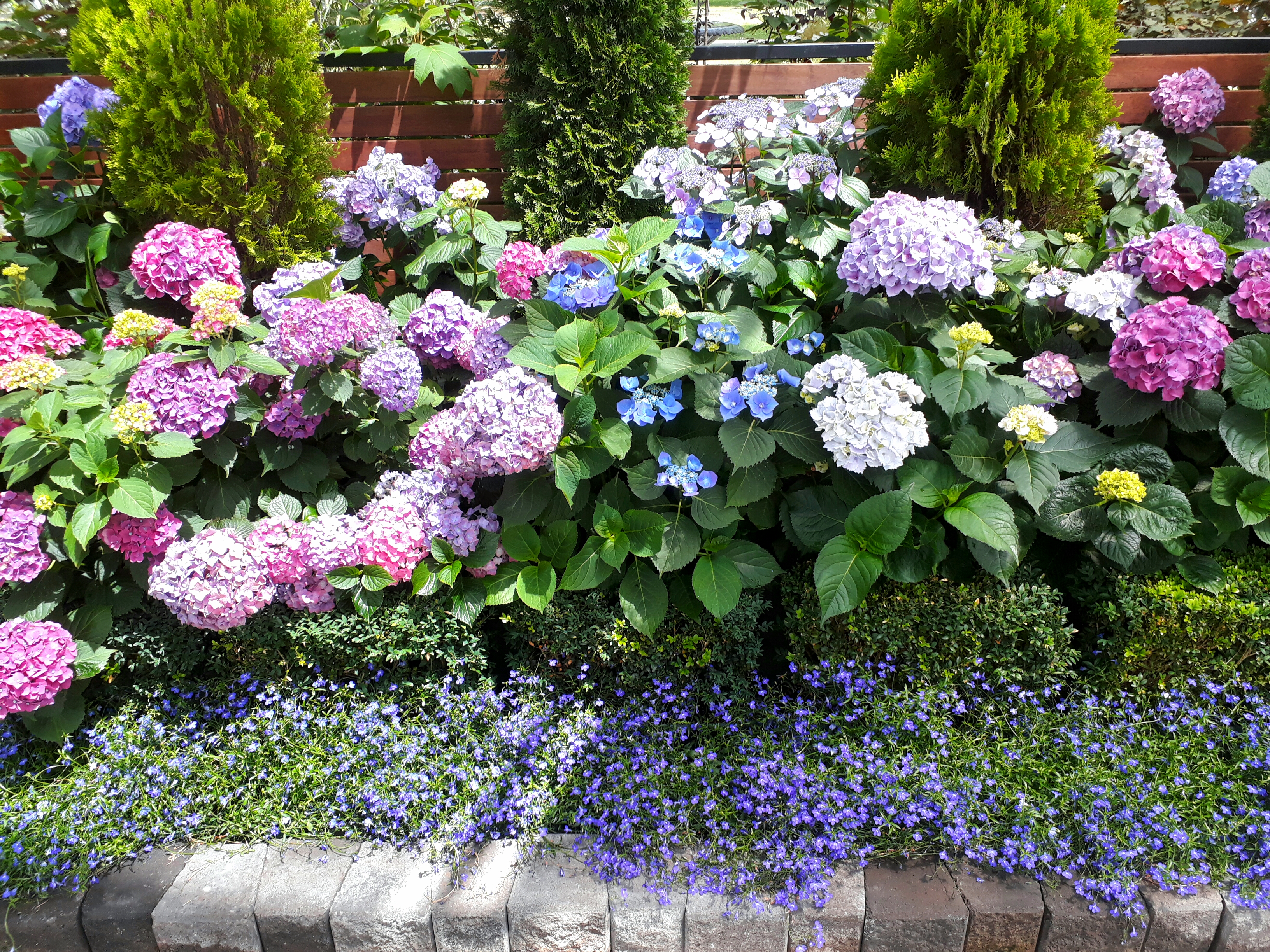 Hydrangea Varieties - Potted