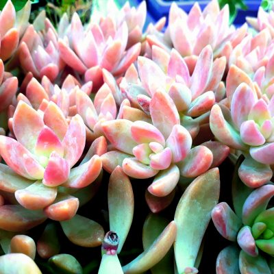 Sedum Pats Pink sedeveria