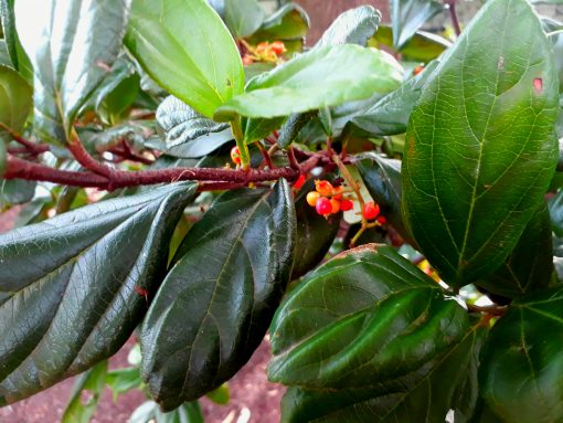 Viburnum suspensum sandankwa mail order buy online nursery nurseries Ballarat Creswick daylesford Melbourne Australia botanic garden