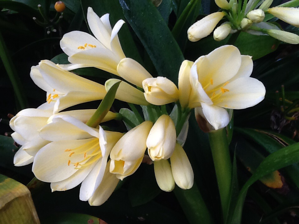 Clivia varieties