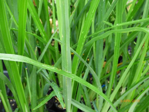 longifolia "Pale/Smooth/Spreading"