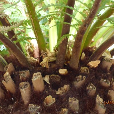 Tree Ferns & Bird's Nest Ferns