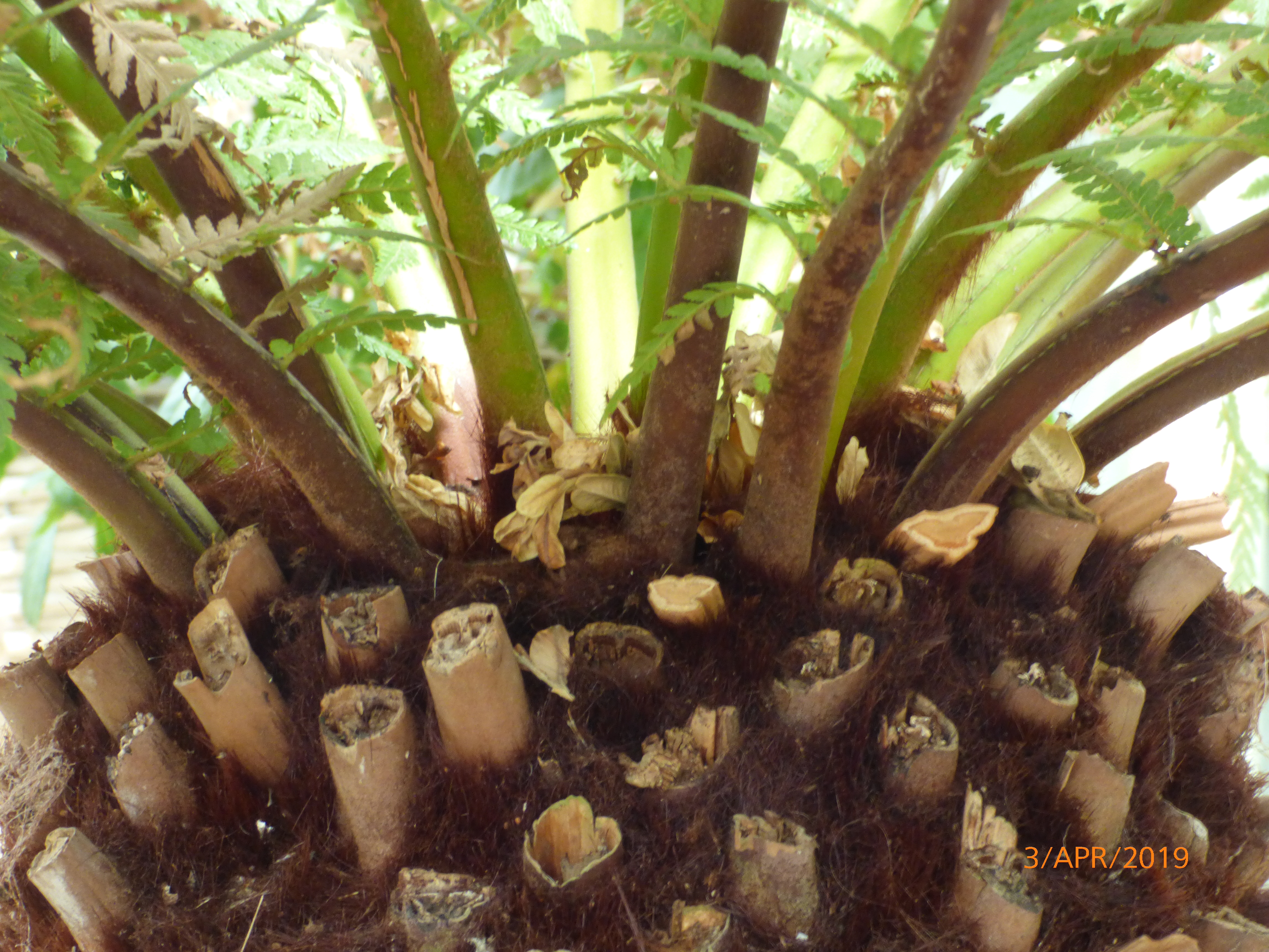 Tree Ferns & Bird's Nest Ferns
