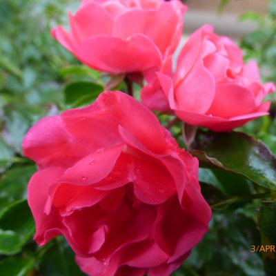 Roses, Potted & Bare root