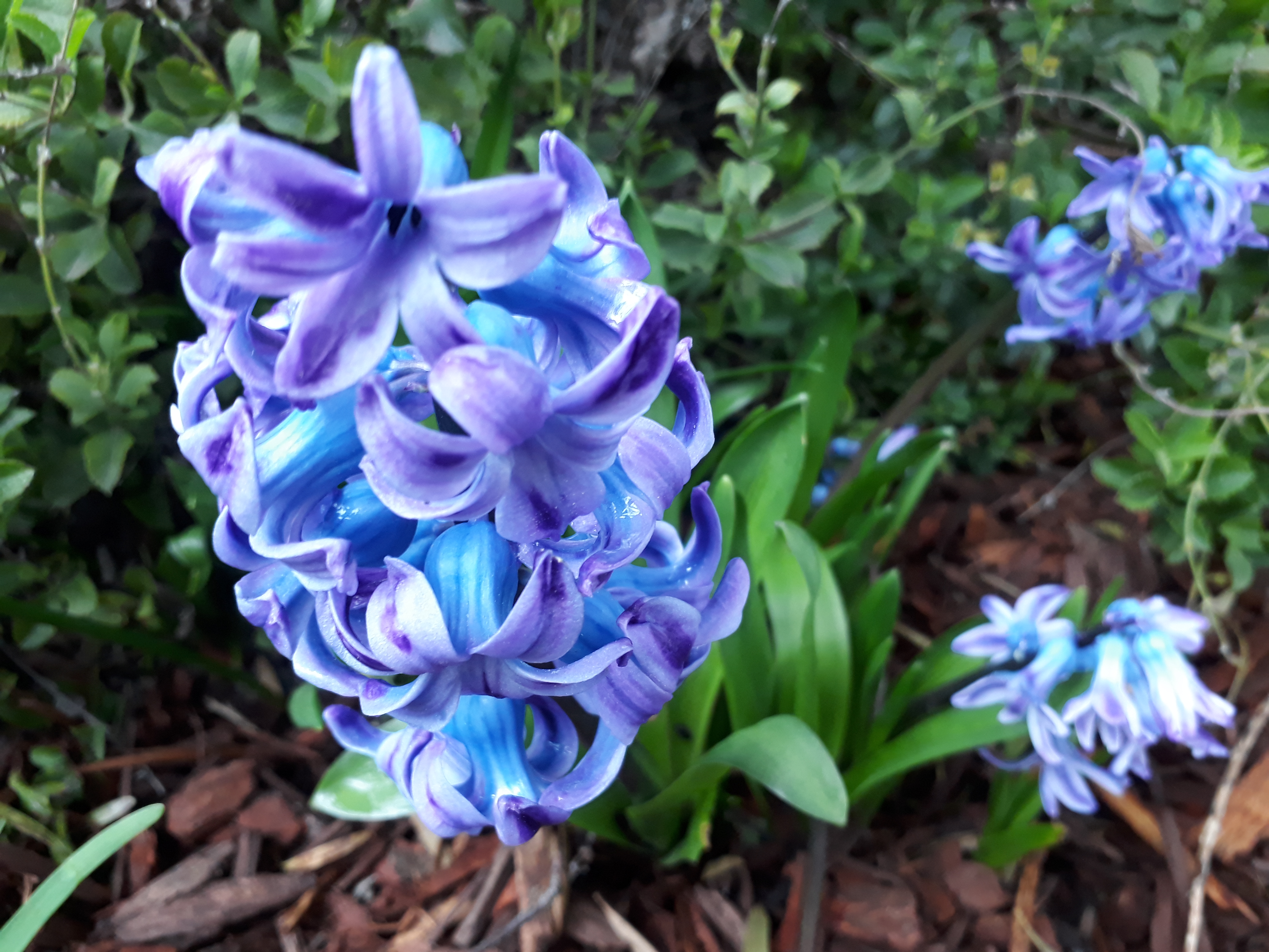 Spring & Summer Bulbs Collection 2022 (Annual Seasonal releases only)