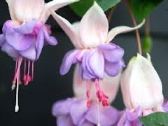 Fuchsia Dilly Dilly mail order online nursery Delivery Ballarat Creswick Daylesford