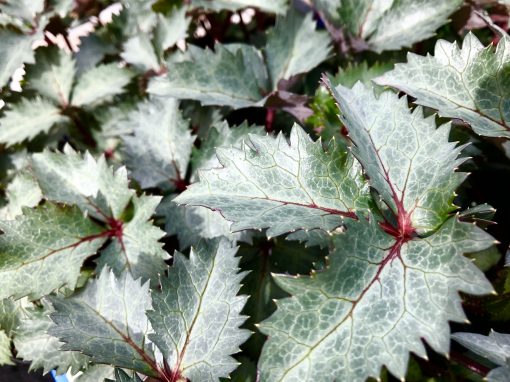 Hellebore Hot Flash Foliage