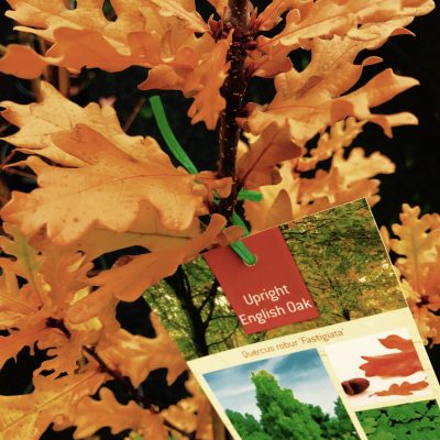 Quercus robur 'Fastgiata' Upright Columnar English Oak pyramid Large 18cm Pot, Pickup Only or Local Delivery (Ballarat & Surrounds) or Winter Mail-order bare root.