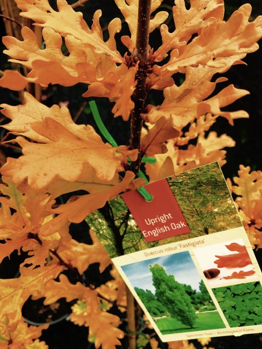 Quercus robur 'Fastgiata' Upright Columnar English Oak pyramid Large 18cm Pot, Pickup Only or Local Delivery (Ballarat & Surrounds) or Winter Mail-order bare root.