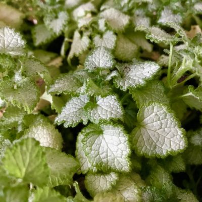 Lamium pink pewter mail order online nursery